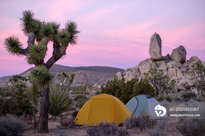 Tents in Joshua Tree National Park at Sunset