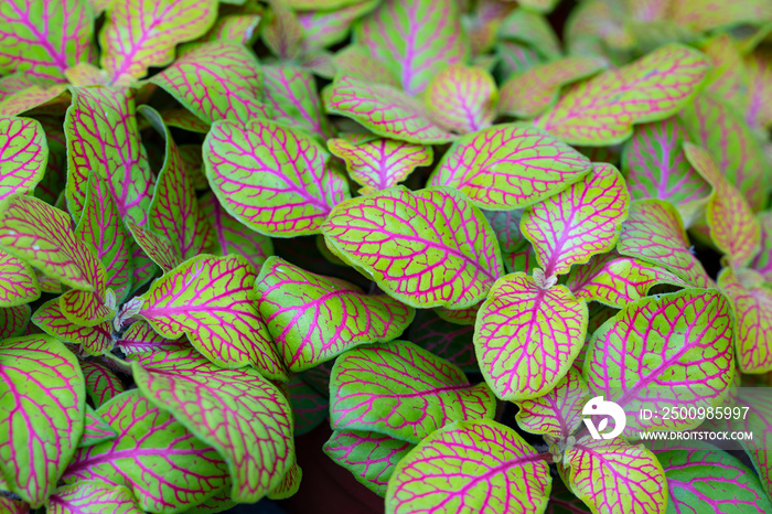 Fittonia red lime. Fittonia (nerve plant or mosaic plant) is native to tropical rainforest in South America but it has become a popular houseplant worldwide.