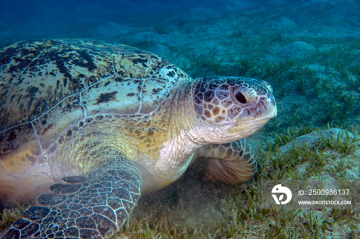 A Green Sea Turtle (Chelonia mydas) in the Red Sea