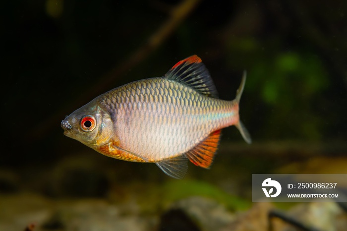 wild pet, adult male of European bitterling in bright spawning coloration swim in a planted freshwater aquarium, beautiful ornamental species, dark low light mood