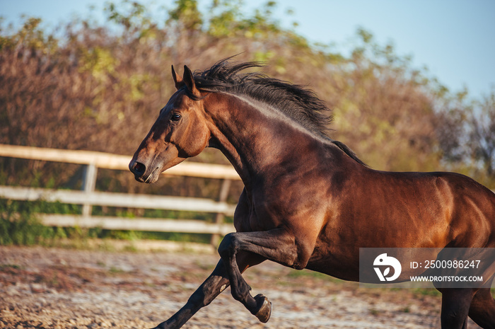 Portrait of beautiful bay stallion in the sky in the fence. Horse galloping in paddock