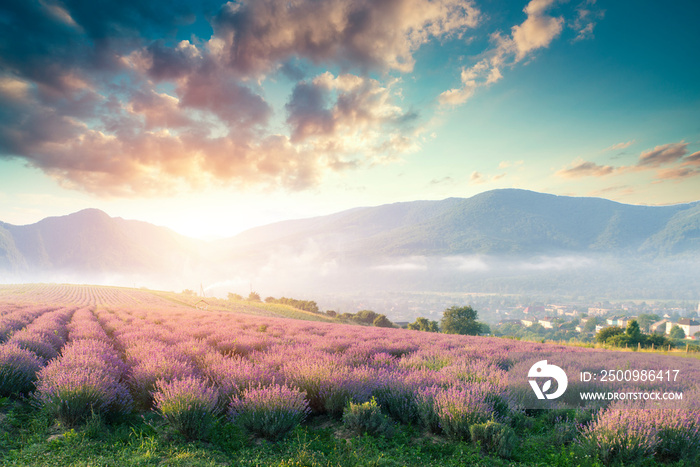 Lavender field summer sunset landscape with single tree near Valensole.Provence,France