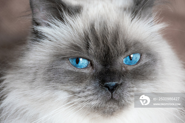 The blue and severe look of a Himalayan angora cat