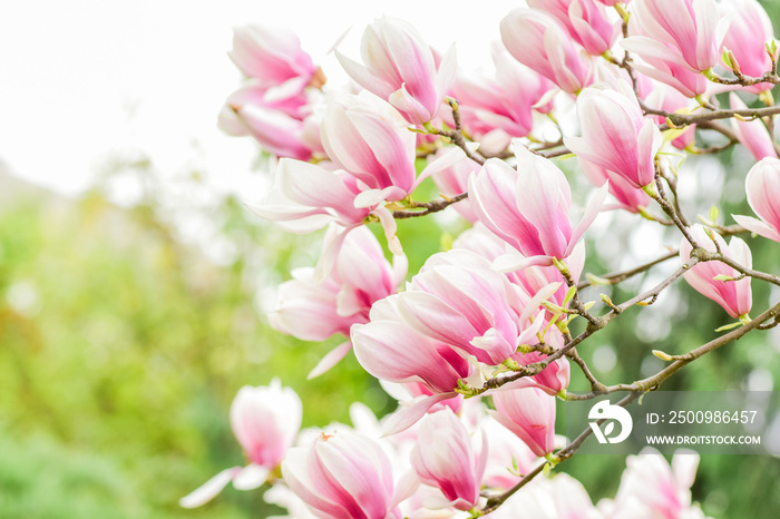 Summer day. magnolia blooming tree., natural floral background. beautiful spring flowers. pink magnolia tree flower. new life beginning. nature growth and waking up. womens day. mothers day holiday