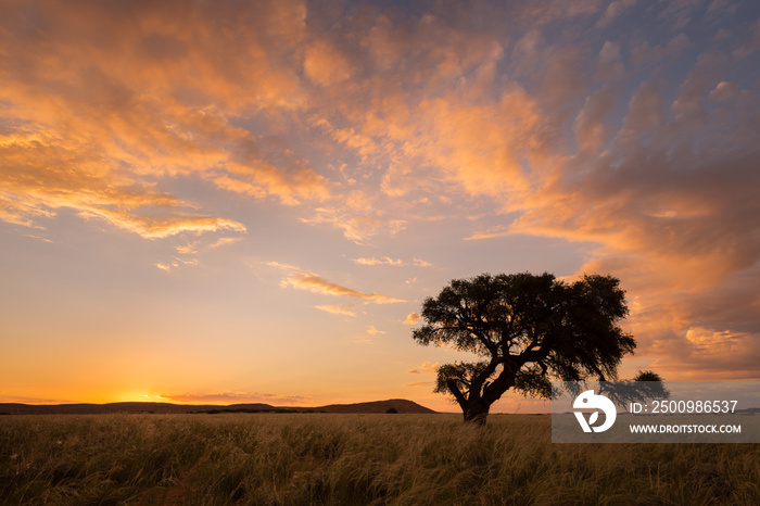 A horizontal shot of a golden sky behind an acacia tree with moody clouds and grass in the foreground, just after sunset in the Sossusvlei, Namibia