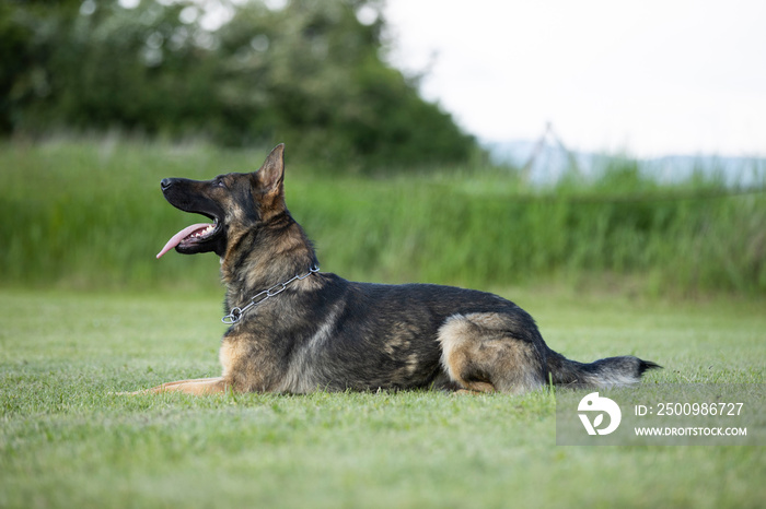 beaufitul german shepsherd portrait with cute eyes and tongue out lynig on grass during obedience lesson