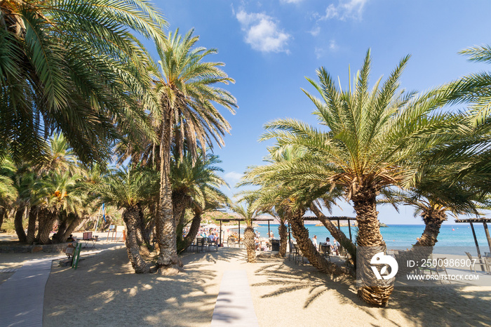 Palms in the beautiful Vai palm beach at eastern part of Crete