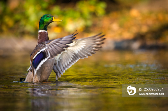 mallard duck portrait in pond