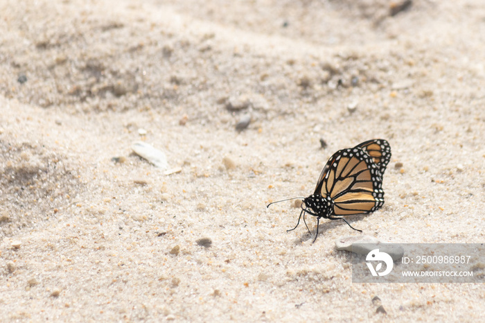 Walking Sunset Beach in Cape May New Jersey we came across these beautiful monarch butterflies. Turns out they migrate through this area in September to Mexico. These little guys are so pretty.