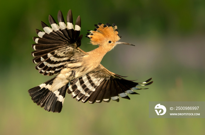 Eurasian hoopoe bird close up ( Upupa epops )