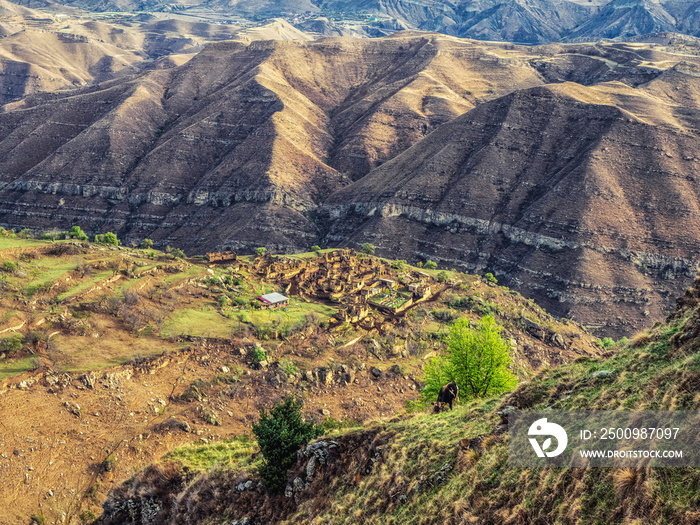 Mountain green desert landscape with a destroyed village near a huge mountain. Cow is grazing on a steep slope.