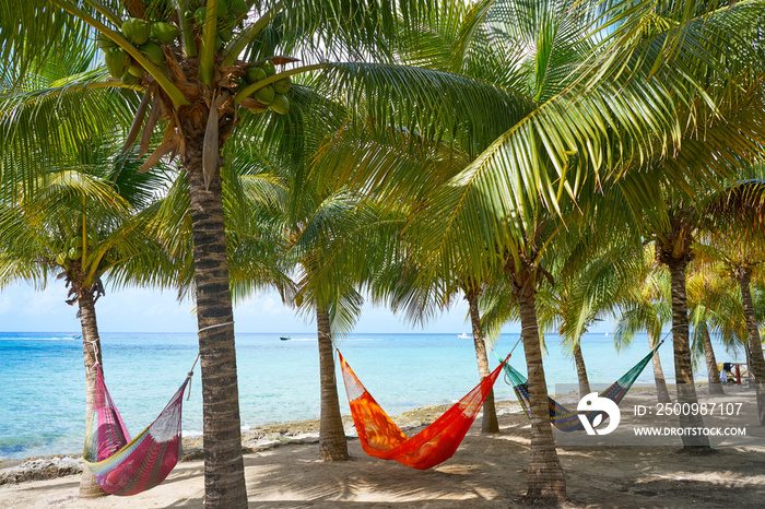 Cozumel island beach palm tree hammocks