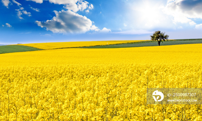 Farben des Frühlings und des Sommers: leuchtend gelbes Rapsfeld unter blauem Himmel mit Sonne :)