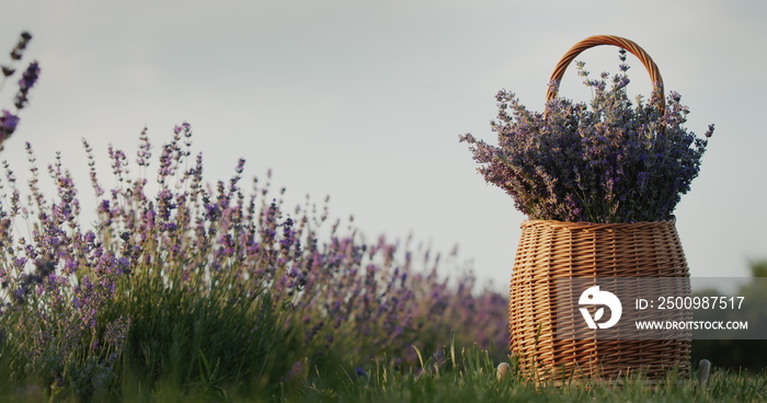 Wicker basket with lavender on a lavender field. Rural landscape