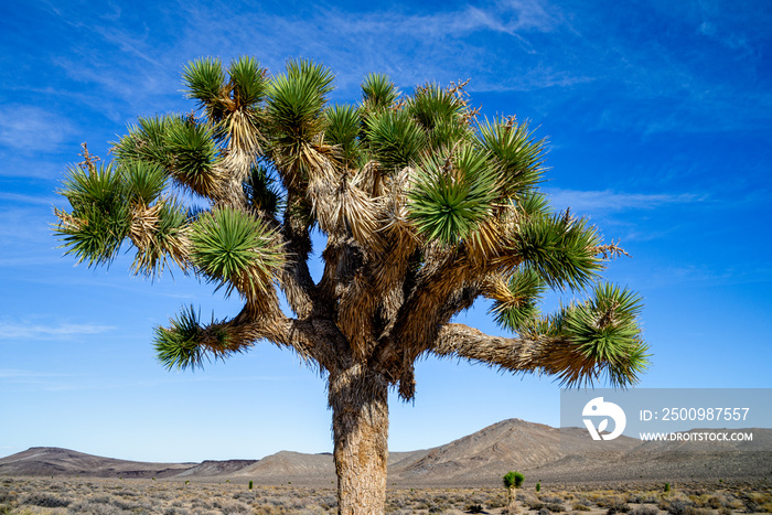 Joshua Tree with green leaves in the desert