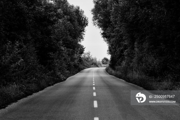 Black And White Empty Road Surrounded With Forest