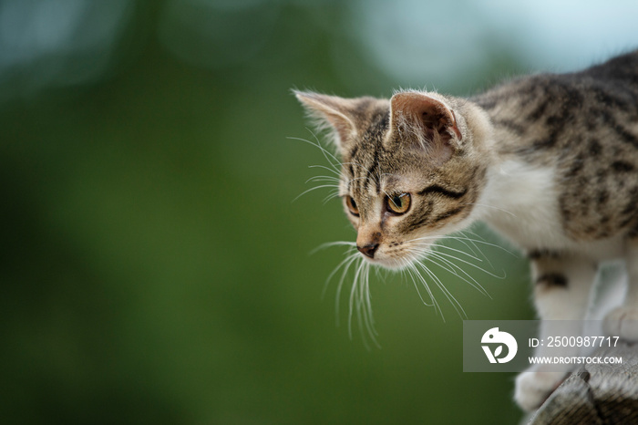 Tabby kitten explores the garden