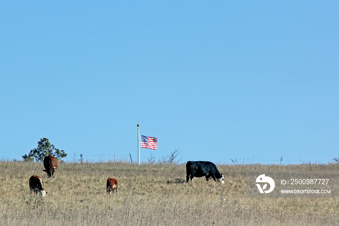 Four Cows and a flag on a hillside windy day