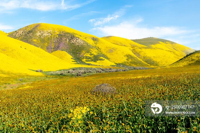 Super bloom with carpets of goldfield, fiddleneck and other wildflowers, Carrizo Plain National Monument, California