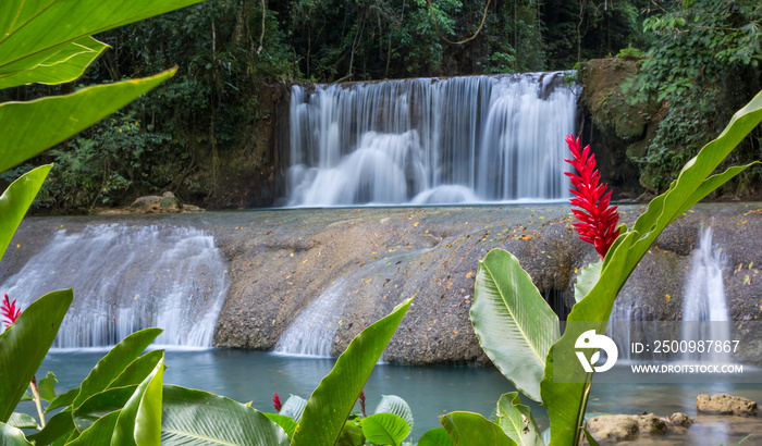 Scenic waterfalls and lrd flower in Jamaica