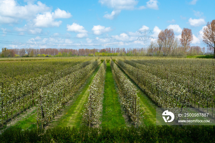 Spring white blossoms of pear trees on fruit orchards in Zeeland, Netherlands