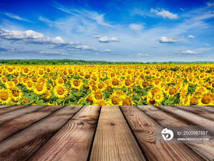 Wooden floor with sunflower field and blue sky