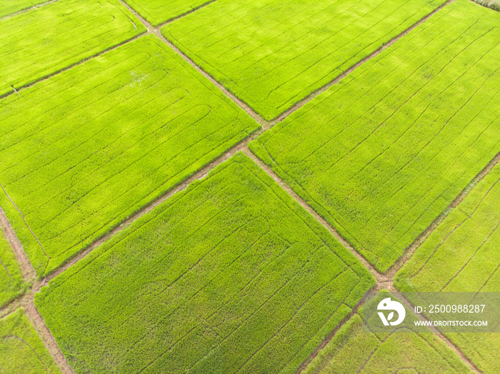 Photos of green rice fields Aerial shot of drone. Patterns of rice fields During cultivation in Asia.