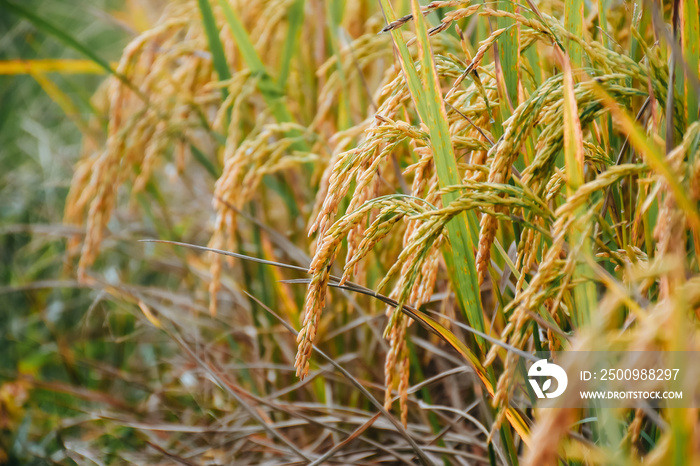 An Image of Ear Of Rice. Golden rice field in the morning at Thailand.