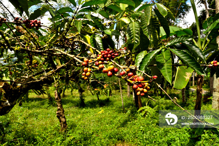 Close up of a coffee plant inside a large plantation