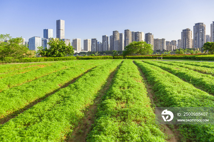 Cityscape and skyline of Fuzhou from green field in park