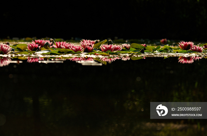 Waterlily floating in garden pond with reflection