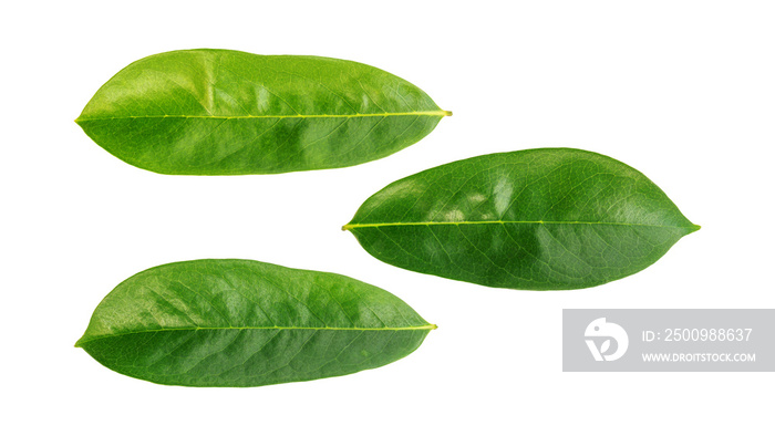 Green Soursop leaves on a white background.