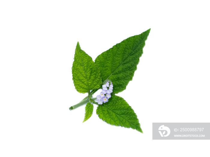 Close up Indian Heliotrope flower with leaf on white background.