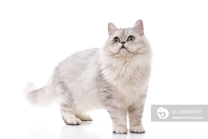 Persian cat on white background,isolated