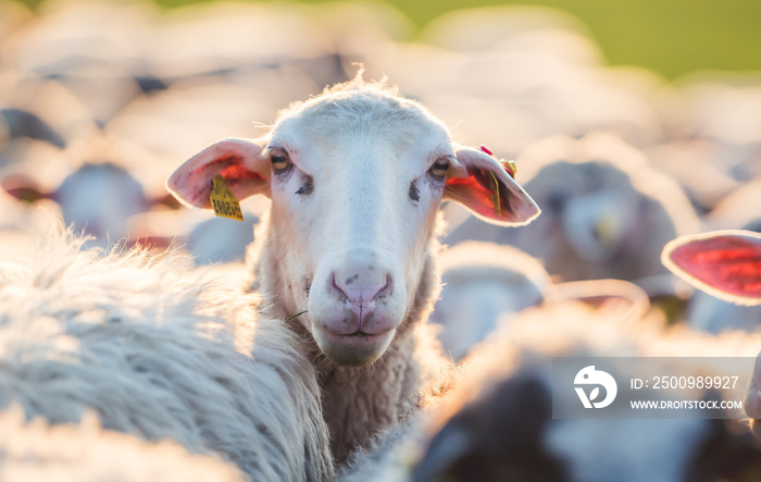 Sheeps in a meadow on green grass at sunset. Portrait of sheep. Flock of sheep grazing in a hill.