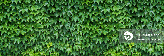 Ivy on the wall