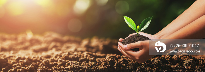 hand holding small tree for planting. green world concept