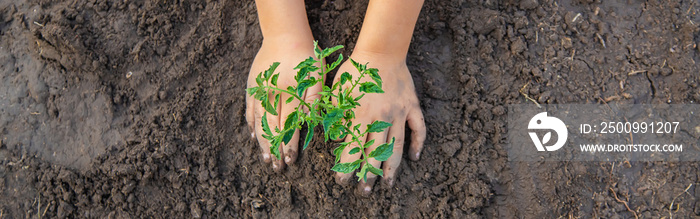 A child in the garden plants a plant. Selective focus.