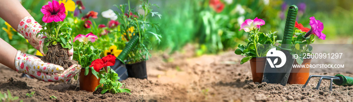 The gardener is planting a flower garden. Selective focus.