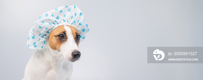 Funny friendly dog jack russell terrier takes a bath with foam in a shower cap on a white background. Copy space. WIdescreen