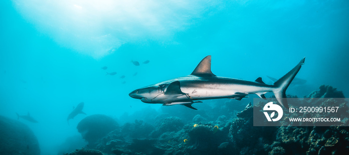 Grey reef shark swimming among coral reef in the wild