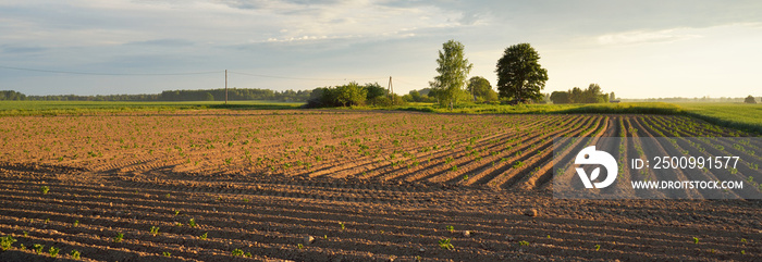 Plowed agricultural field after irrigation, tractor tracks, soil texture close-up. Rural scene. Farm and food industry, alternative energy and production, environmental conservation theme