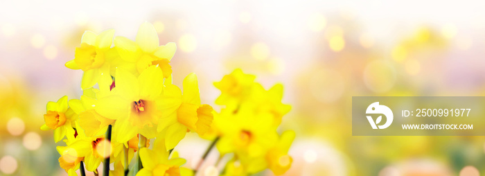 Flower bed with yellow daffodil flowers blooming in the spring