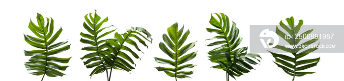 Monstera miltiple, Tropical leaves set isolated on white background, Green leaves of Philodendron, rainforest plant.