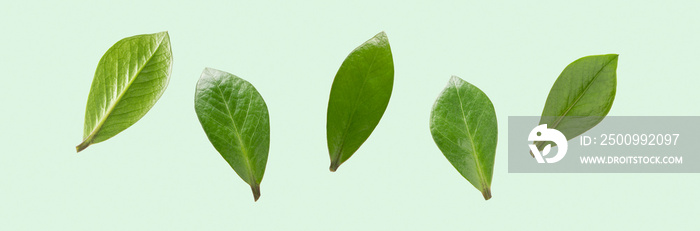 Green flying leaves on pastel green background isolated. Close-up of green plants for collages and eco product design. Banner size