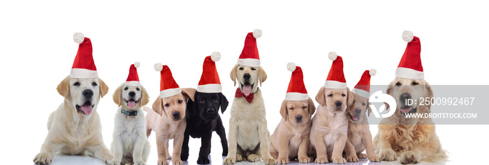 big Labrador and Golden retriever family celebrating christmas together