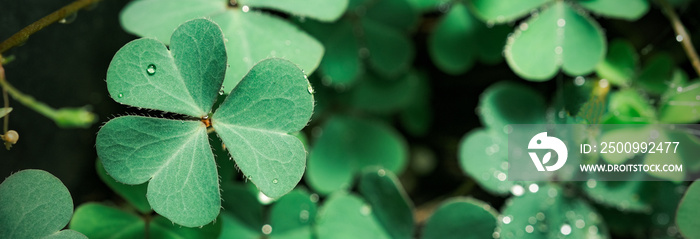 Green background with three-leaved shamrocks, Lucky Irish Four Leaf Clover in the Field for St. Patricks Day holiday symbol. with three-leaved shamrocks, St. Patrick’s day holiday symbol. nature.