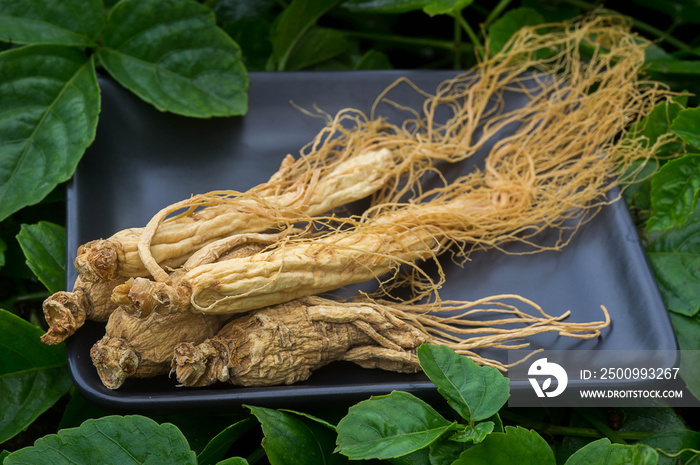 Ginseng root on the black plate with green nature background.