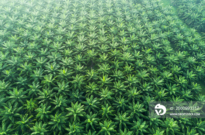 Arial view of palm plantation at east asia