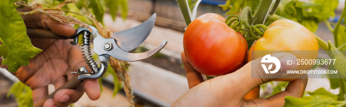 Cropped view of african american farmer holding secateurs near tomatoes in greenhouse, banner.